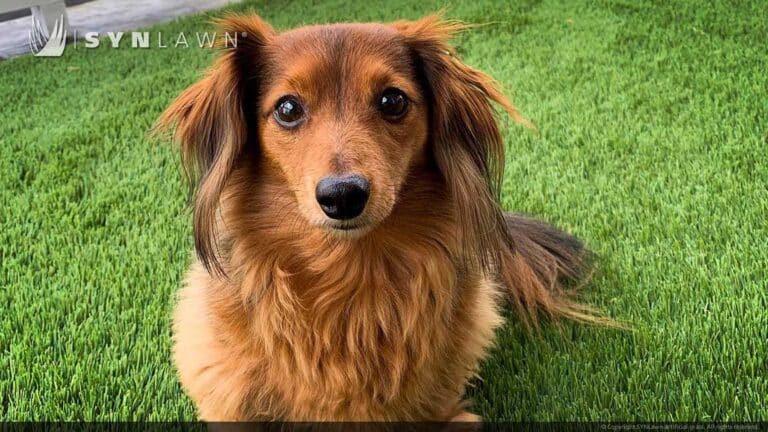SYNLawn Des Moines IA artificial grass safe for pets