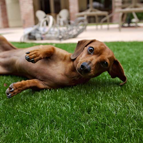 Dog relaxing on artificial grass lawn