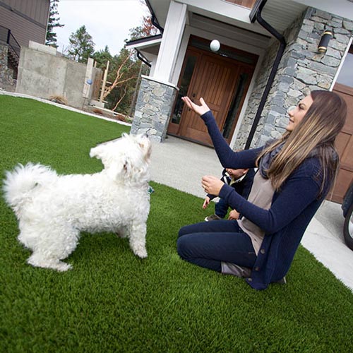 Woman training dog on artificial grass lawn
