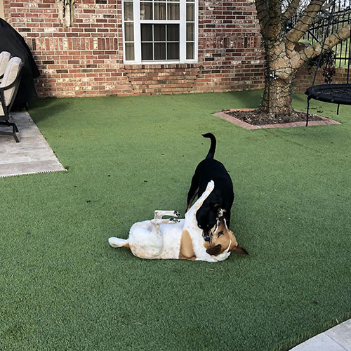 Dogs playing on artificial grass backyard from SYNLawn