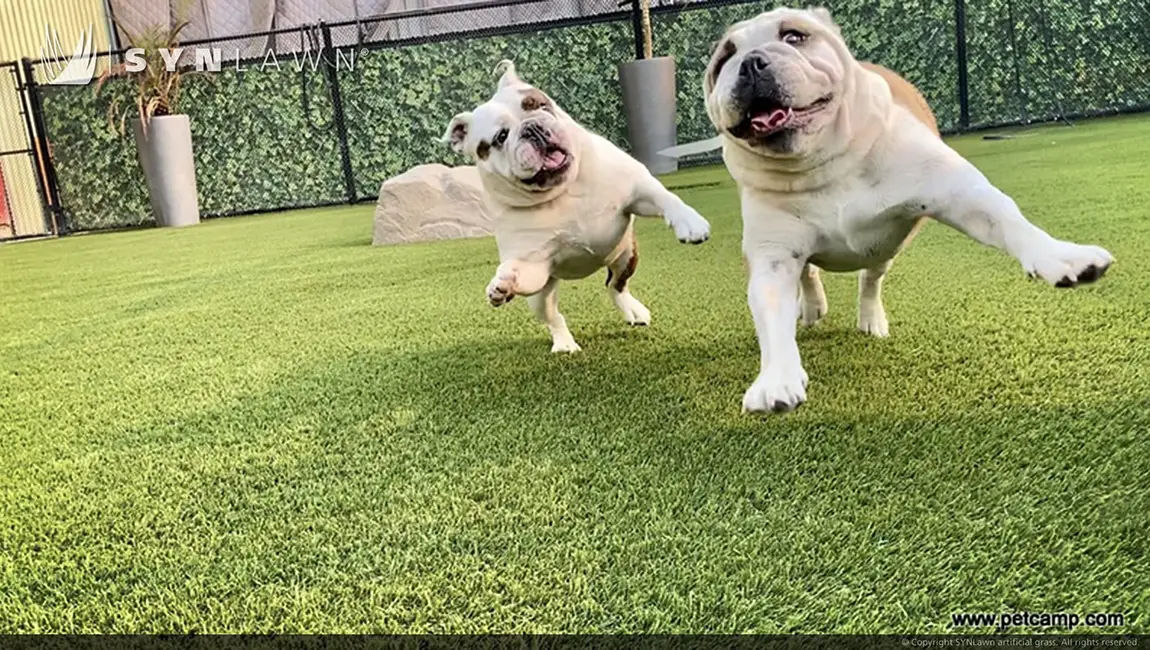 Dogs playing on artificial grass from SYNLawn